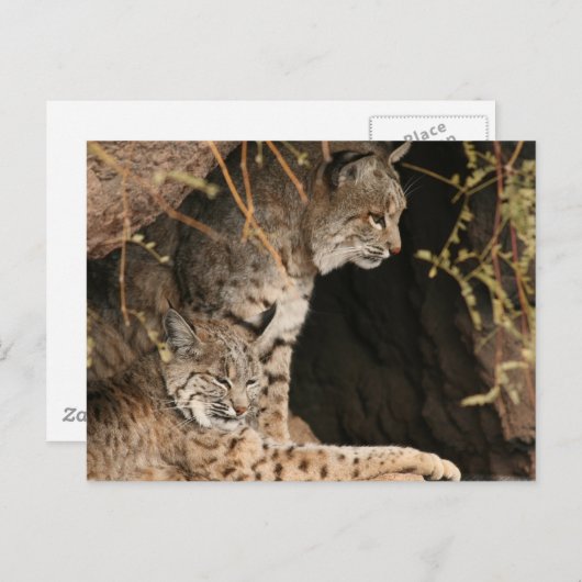 Bobcat Foto's Briefkaart (Voorkant / Achterkant)