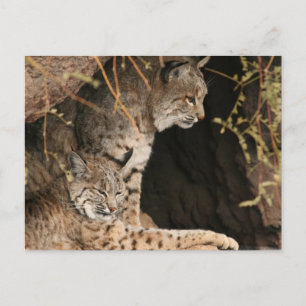 Bobcat Foto's Briefkaart