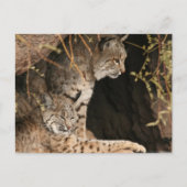 Bobcat Foto's Briefkaart (Voorkant)