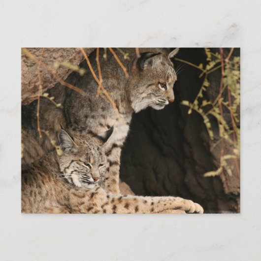 Bobcat Foto's Briefkaart (Voorkant)