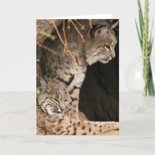 Bobcat Foto's Greetign Card Kaart