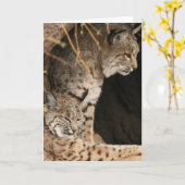 Bobcat Foto's Greetign Kaart (Gele Bloem)