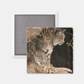 Bobcat foto's vierkante magneet (Voorkant / Achterkant)