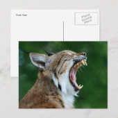Bobcat Gieuwende Ansichtkaart Briefkaart (Voorkant / Achterkant)