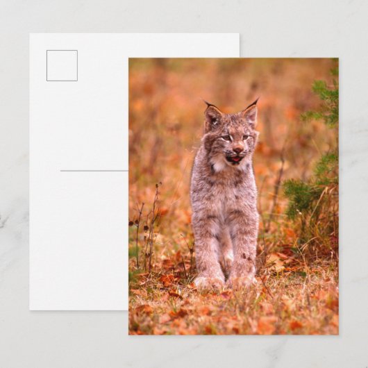 Bobcat Hunting | Autumn Forest Briefkaart (Voorkant / Achterkant)