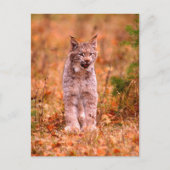 Bobcat Hunting | Autumn Forest Briefkaart (Voorkant)