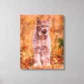 Bobcat Hunting | Autumn Forest Canvas Afdruk (Voorkant)