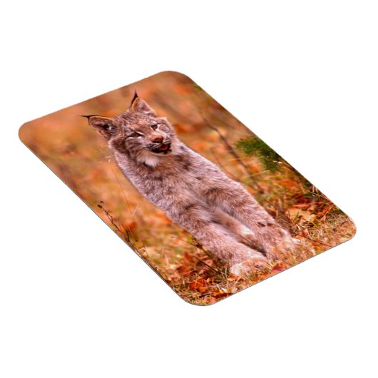 Bobcat Hunting | Autumn Forest Magneet (Rechterzijde)