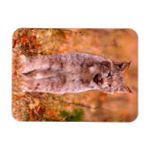 Bobcat Hunting | Autumn Forest Magneet (Horizontaal)