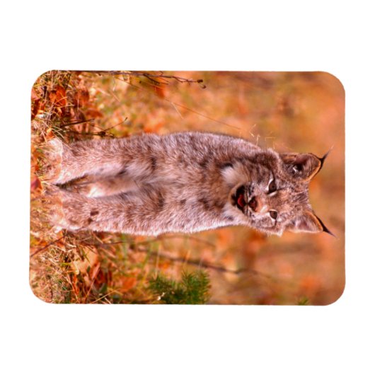 Bobcat Hunting | Autumn Forest Magneet (Horizontaal)