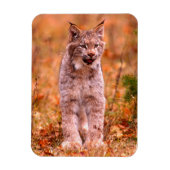 Bobcat Hunting | Autumn Forest Magneet (Verticaal)