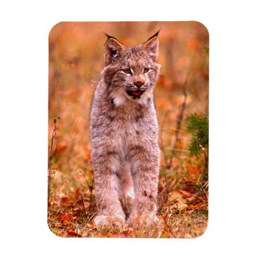 Bobcat Hunting | Autumn Forest Magneet (Verticaal)