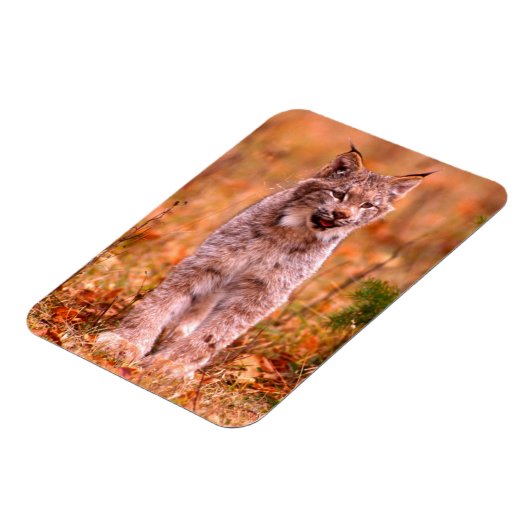 Bobcat Hunting | Autumn Forest Magneet (Linkerzijde)