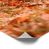 Bobcat Hunting | Autumn Forest Poster (Hoek)