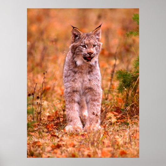 Bobcat Hunting | Autumn Forest Poster (Voorkant)