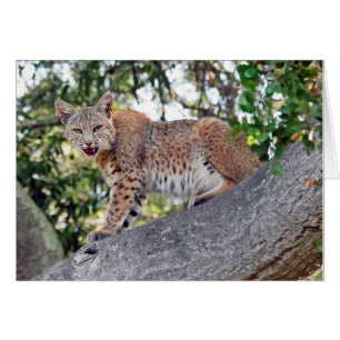 Bobcat in boom