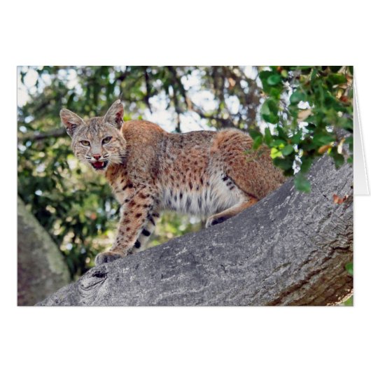 Bobcat in boom (Voorkant Horizontaal)
