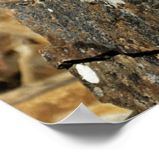 Bobcat in de Rocks Poster (Hoek)