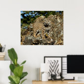 Bobcat in de Rocks Poster (Thuiskantoor)