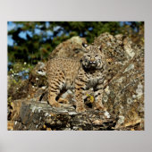 Bobcat in de Rocks Poster (Voorkant)