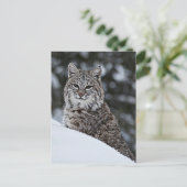 Bobcat in de sneeuw briefkaart (Staand voorkant)