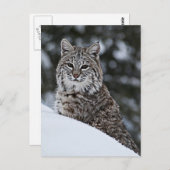 Bobcat in de sneeuw briefkaart (Voorkant / Achterkant)