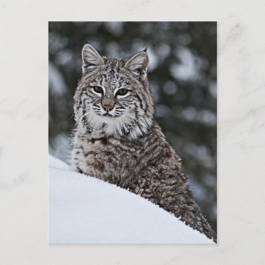 Bobcat in de sneeuw briefkaart (Voorkant)