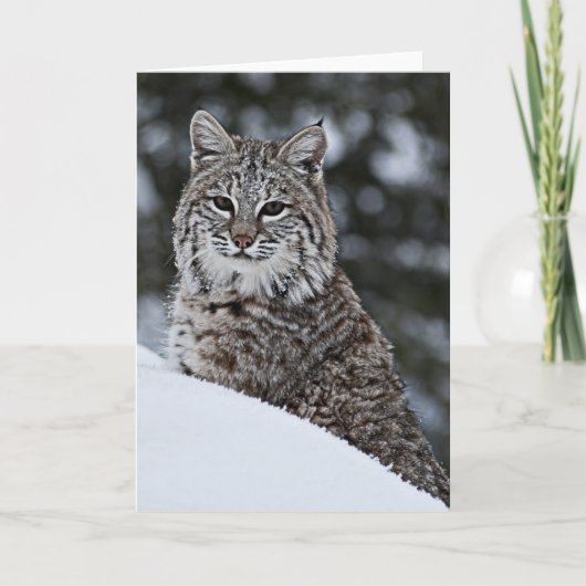 Bobcat in de Sneeuw Kaart (Voorkant)