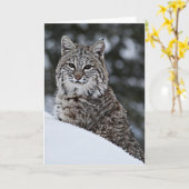 Bobcat in de Sneeuw Kaart (Gele Bloem)