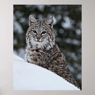 Bobcat in de sneeuw poster