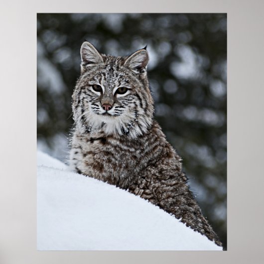 Bobcat in de sneeuw poster (Voorkant)