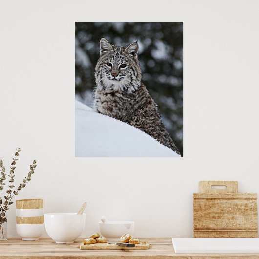 Bobcat in de sneeuw poster (Keuken)