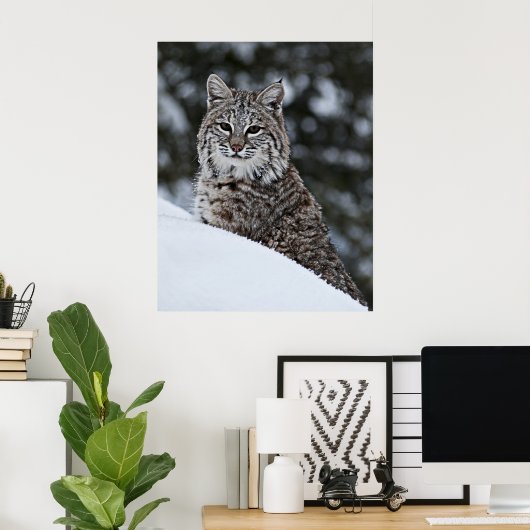 Bobcat in de sneeuw poster (Thuiskantoor)