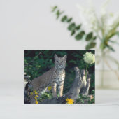 Bobcat in gele maissoorten en beer gras in bloom briefkaart (Staand voorkant)