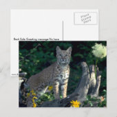 Bobcat in gele maissoorten en beer gras in bloom briefkaart (Voorkant / Achterkant)