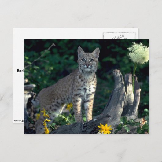 Bobcat in gele maissoorten en beer gras in bloom briefkaart (Voorkant / Achterkant)