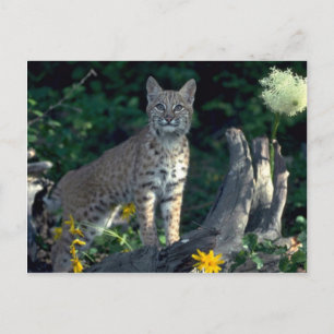 Bobcat in gele maissoorten en beer gras in bloom briefkaart
