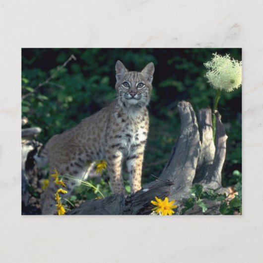 Bobcat in gele maissoorten en beer gras in bloom briefkaart (Voorkant)