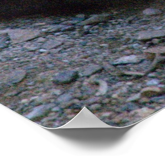 Bobcat in Sonoran-woestijn Poster (Hoek)