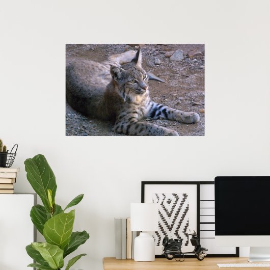 Bobcat in Sonoran-woestijn Poster (Thuiskantoor)