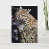 Bobcat Kaart (Voorkant)