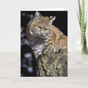 Bobcat Kaart
