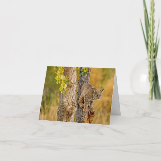 Bobcat Kaart (Voorkant)