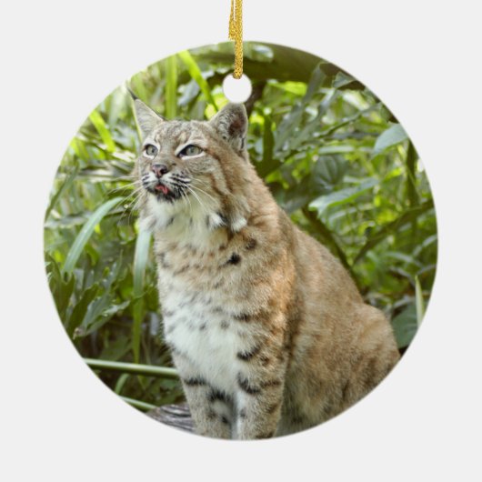 Bobcat-kerstversiering Keramisch Ornament (Achterkant)