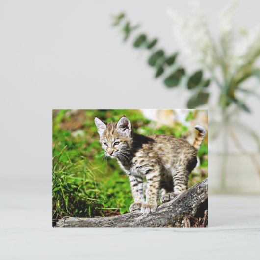 Bobcat Kitten Briefkaart (Staand voorkant)