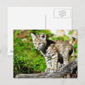 Bobcat Kitten Briefkaart (Voorkant / Achterkant)