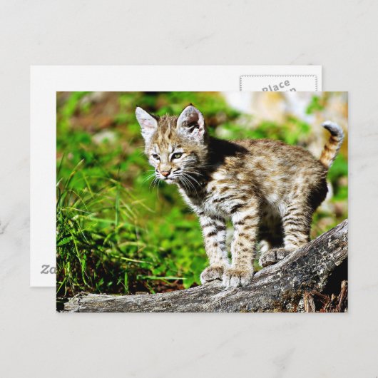 Bobcat Kitten Briefkaart (Voorkant / Achterkant)