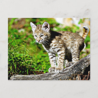 Bobcat Kitten Briefkaart