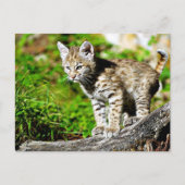 Bobcat Kitten Briefkaart (Voorkant)
