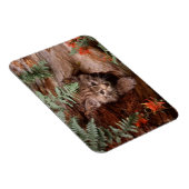 Bobcat Kitten Magnet Magneet (Rechterzijde)